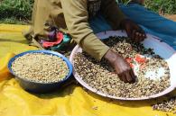 Ethiopia Duromina - tmavé praženie (200 g, zrnková káva)