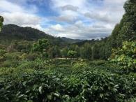 Nicaragua La Aurora - tmavé praženie (200 g, zrnková káva)